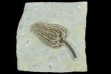 Crinoid (Agaricocrinus) Fossil - Crawfordsville, Indiana #122968-1